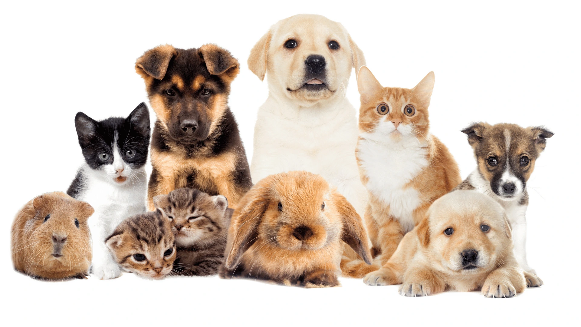Pet Shop
